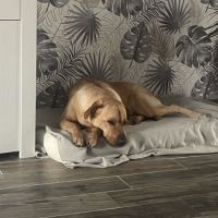 Donne upso , 3 ans croisé labrador.