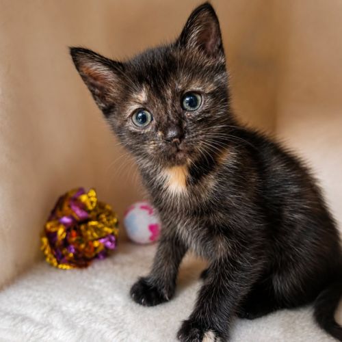 Chaton arya #2