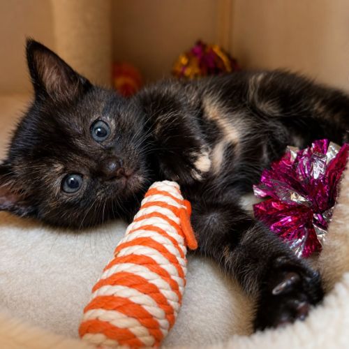 Chaton arya #3