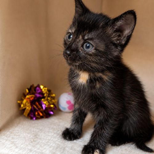 Chaton arya #4