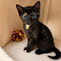Chaton arya #0