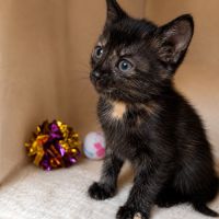 Chaton arya #4