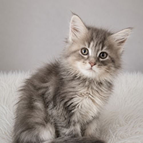 Chatons maine coon #0