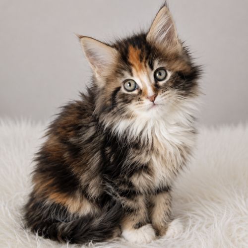 Chatons maine coon #2
