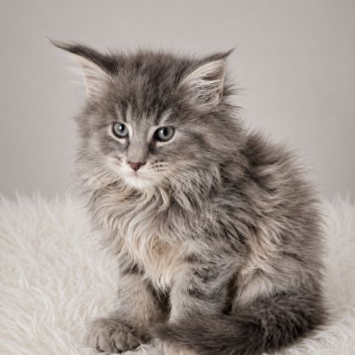 Chatons maine coon #3