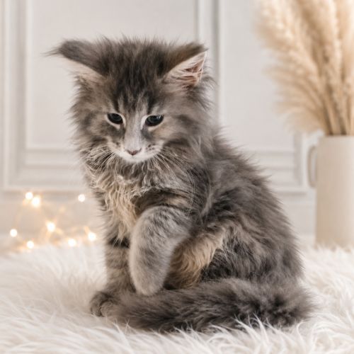 Chatons maine coon