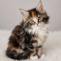 Chatons maine coon #2