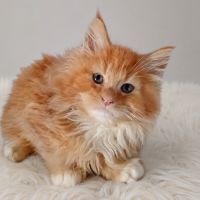 Chatons maine coon #4