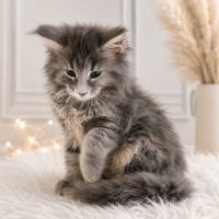 Chatons maine coon