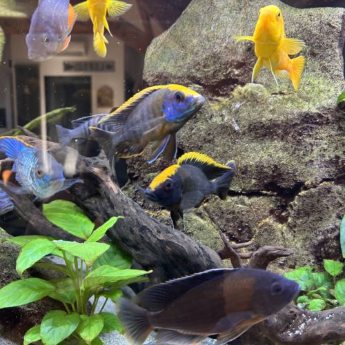 Donne poissons cichlides #2