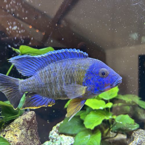 Donne poissons cichlides #3