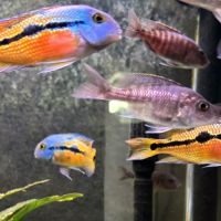 Donne poissons cichlides #0