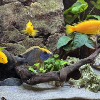 Donne poissons cichlides #4