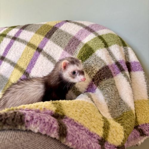Jeune femelle semi angora stérilisée #1