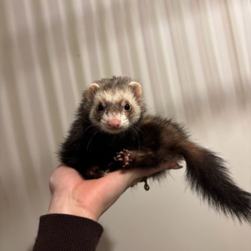 Jeune femelle semi angora stérilisée #3