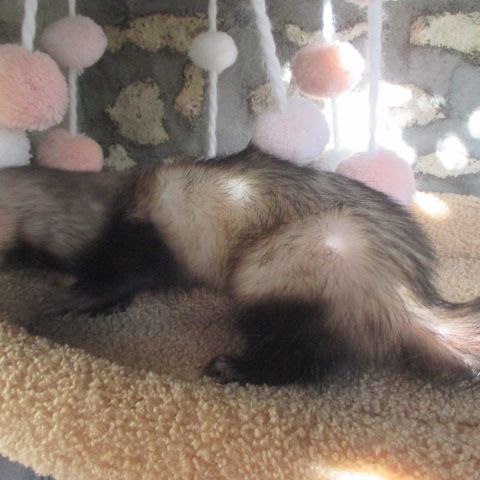 Jeune femelle semi angora stérilisée #5