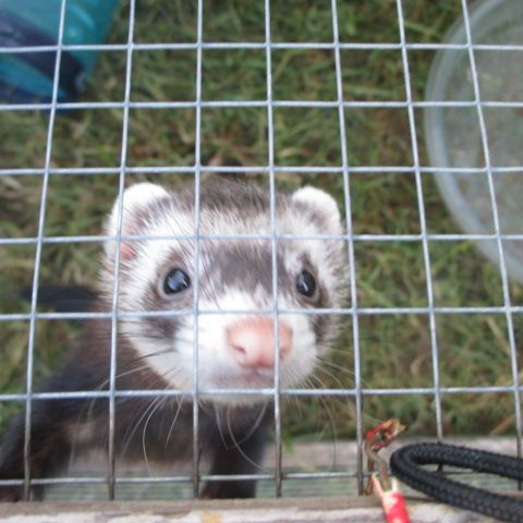 Jeune femelle semi angora stérilisée #6