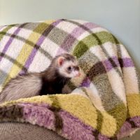 Jeune femelle semi angora stérilisée #1