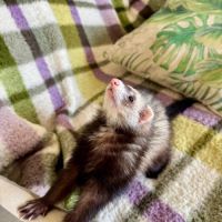 Jeune femelle semi angora stérilisée #2