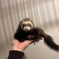 Jeune femelle semi angora stérilisée #3