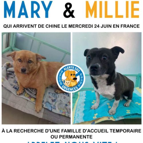Mary et millie deja en france!!! urgent