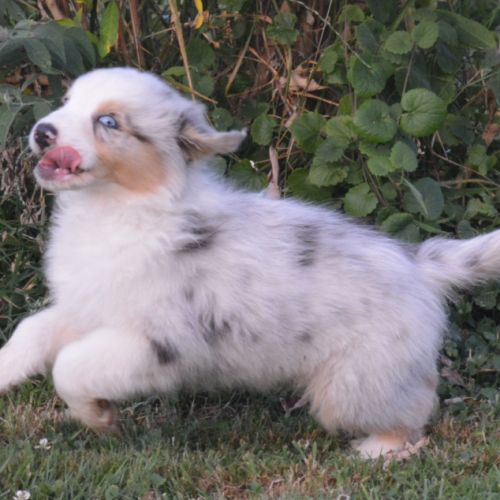 Chiot berger australien male lof #2