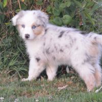 Chiot berger australien male lof #1