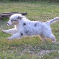 Chiot berger australien male lof