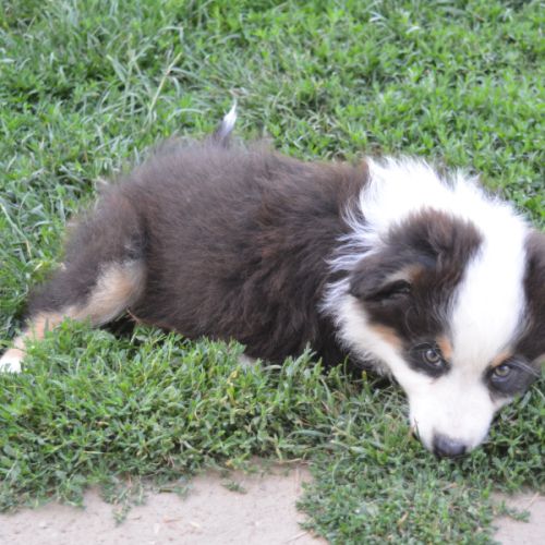 Chiot berger australien femelle #1