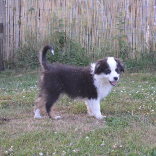 Chiot berger australien femelle #2
