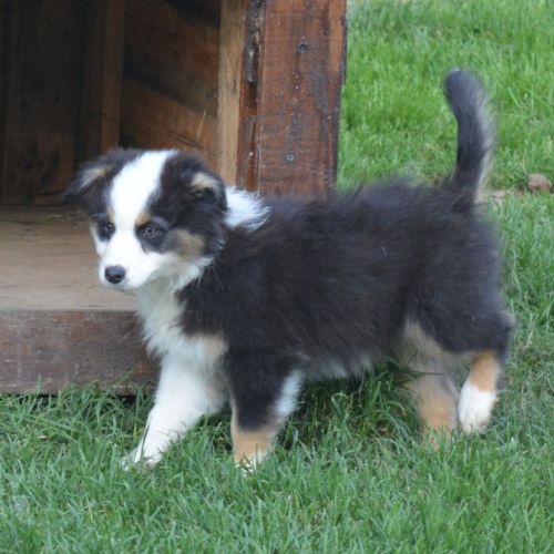 Chiot berger australien femelle #0