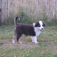 Chiot berger australien femelle #2