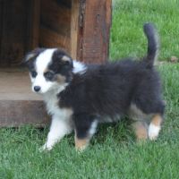 Chiot berger australien femelle