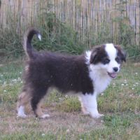 Chiot berger australien femelle #4