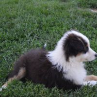 Chiot berger australien femelle #5