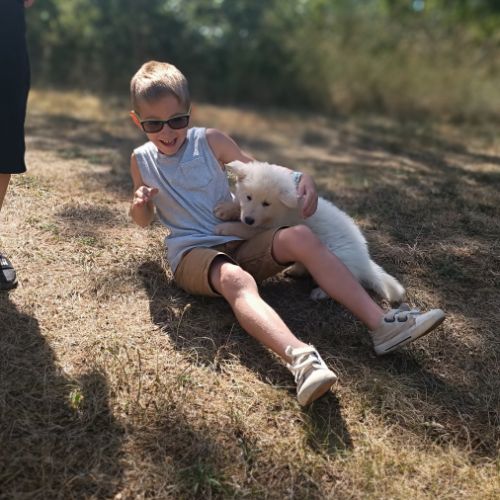 Chiot male berger blanc suisse lof disponible #1
