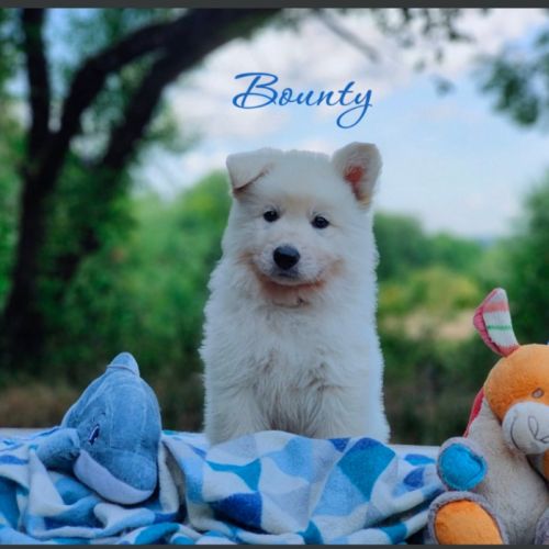 Chiot male berger blanc suisse lof disponible #2