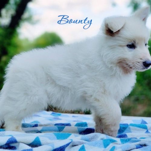 Chiot male berger blanc suisse lof disponible #3