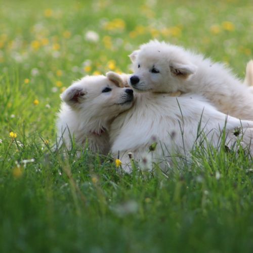 Chiots berger blanc suisse lof dispo mi juillet #1