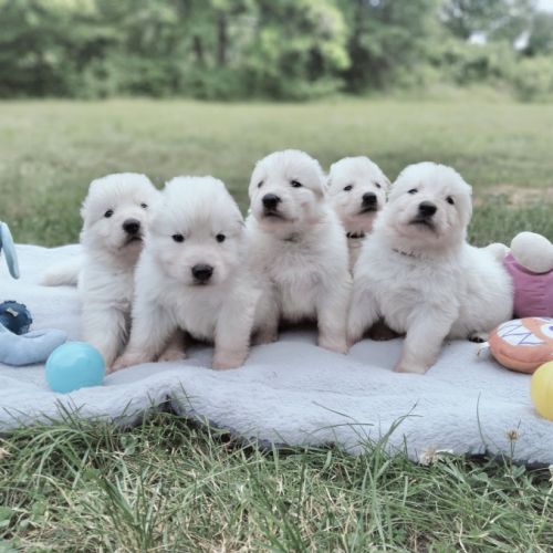 Chiots berger blanc suisse lof dispo mi juillet #3