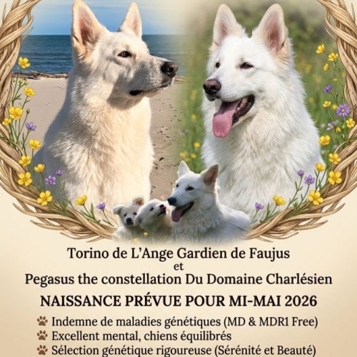 Chiots berger blanc suisse lof dispo mi juillet #0