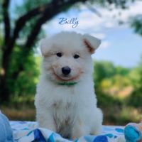 Chiots berger blanc suisse lof dispo mi juillet