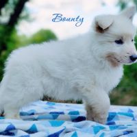 Chiot male berger blanc suisse lof disponible #3