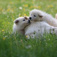 Chiots berger blanc suisse lof dispo mi juillet #1