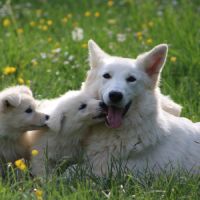 Chiots berger blanc suisse lof dispo mi juillet #2