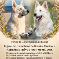 Chiots berger blanc suisse lof dispo mi juillet