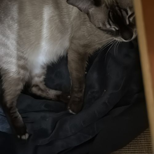 Chaton bengal loof #1