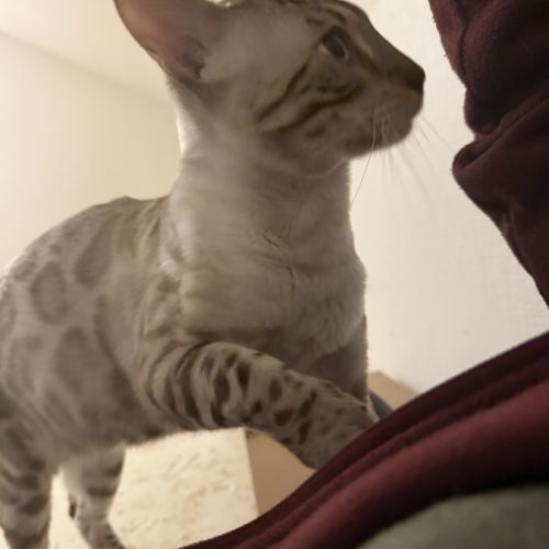 Chaton bengal loof #3