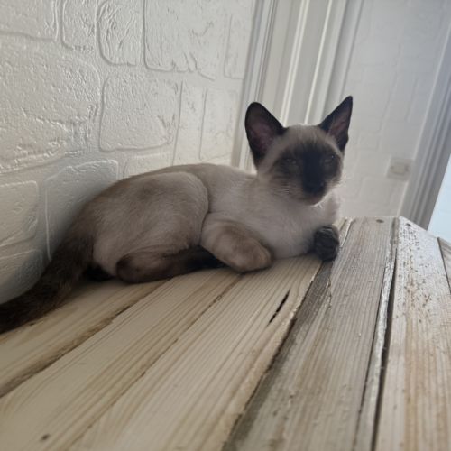 Chaton bengal loof #5