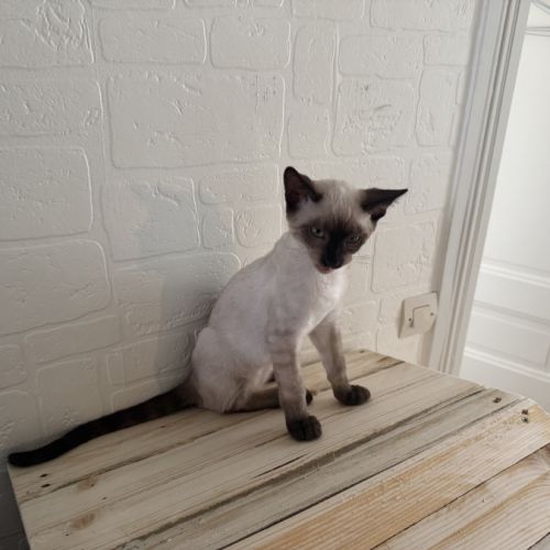 Chaton bengal loof #6